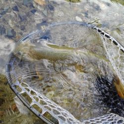 大イワナ登場！